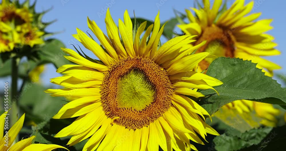 Beautiful blooming yellow sunflowers in the summer, sunflowers are grown for seed production and oil production Beautiful blooming yellow sunflowers in the summer, sunflowers are grown for seed production and oil production