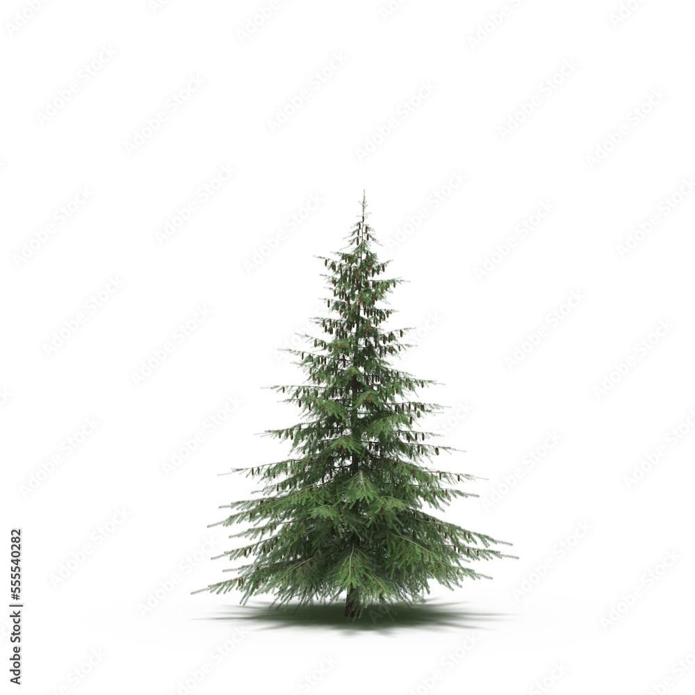 Fototapeta premium large tree with a shadow under it, isolated on white background, 3D illustration, cg render 
