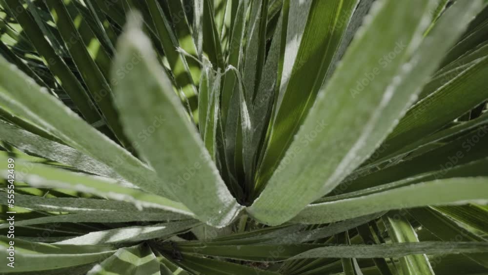 Green plant with pointed leaves grows under the sun Green plant with pointed leaves grows under the sun