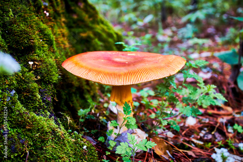 caesars mushroom near to tree with moss, in mexiquillo durango  photo