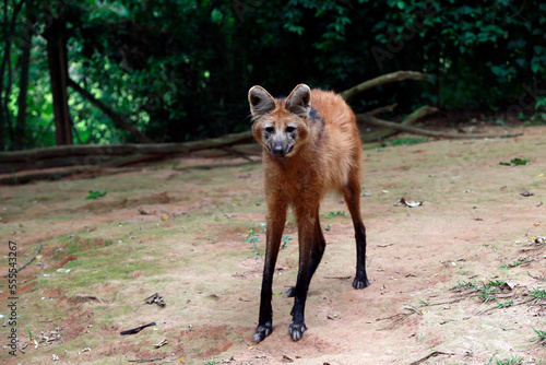 Maned wolf, lives in the cerrado region in the state of Minas Gerais, Brazil photo