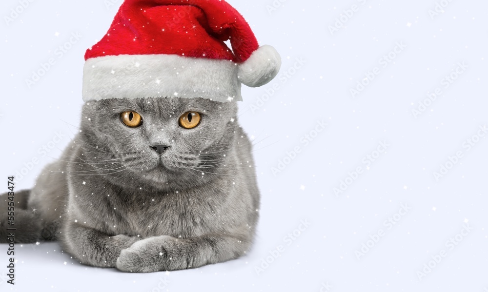 Fototapeta premium Ð¡ute young smart cat pet in santa hat