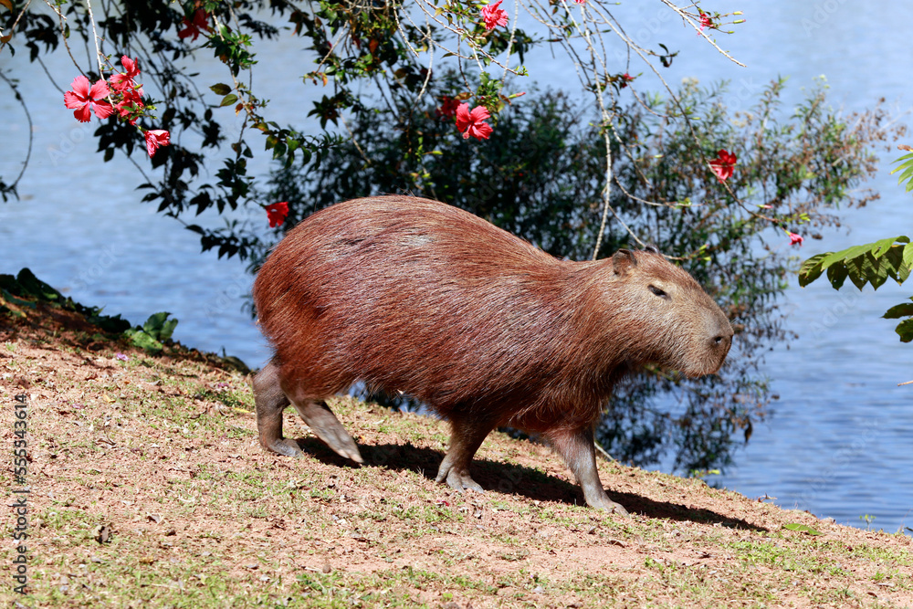 Fototapeta premium Capybara closeup at the edge of water