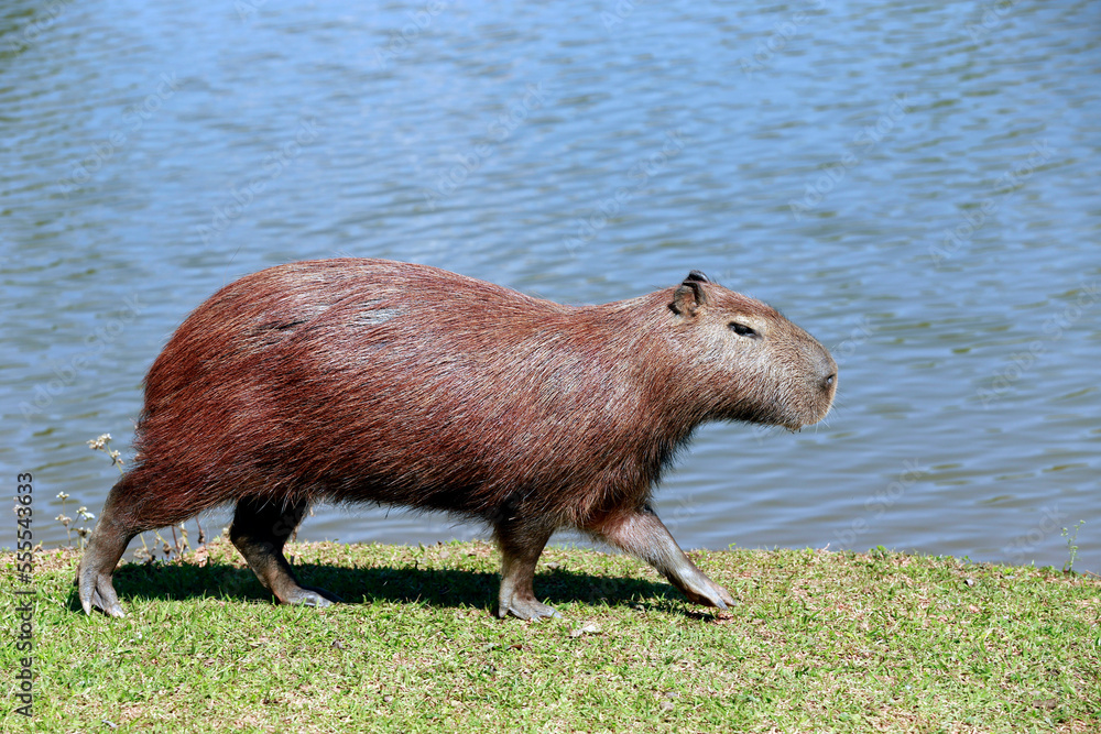 Capybara closeup at the edge of water Capybara closeup at the edge of water
