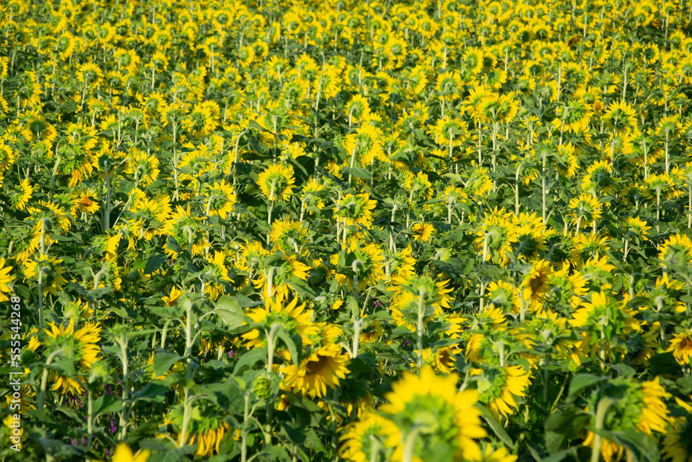 Obraz premium Sunflowers from the back (field)