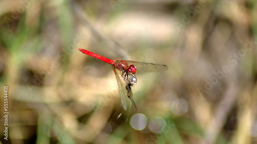 Red dragonfly perched on a stick in Cotacacahi, Ecuador