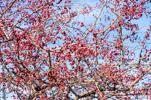 Frutos rojos del majuelo en las ramas de su árbol a finales de otoño photo