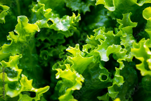 Lettuce plant closeup