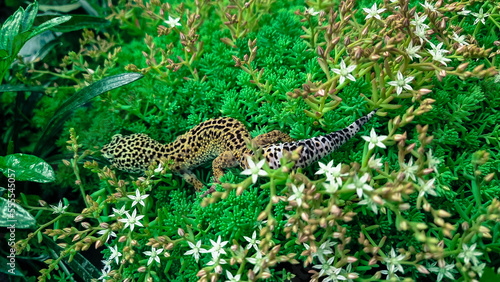 The leopard gecko Eublepharis macularius resting on a branch in the forest