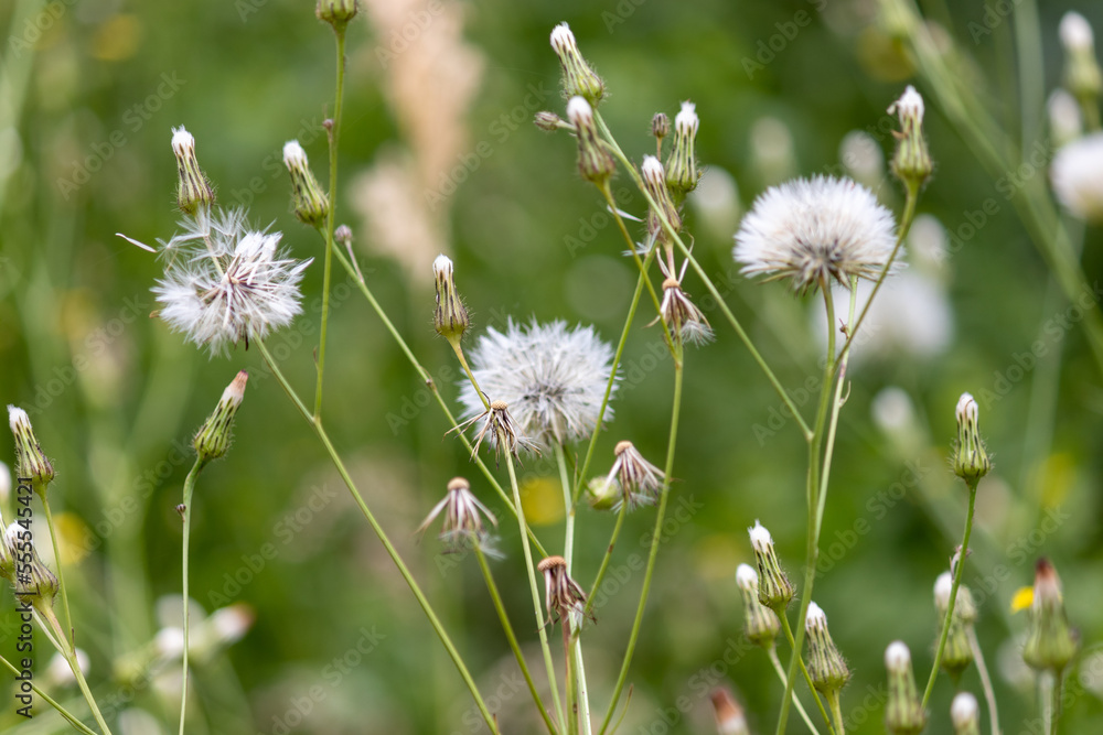 Taraxacum found on the side of the road. Taraxacum found on the side of the road.