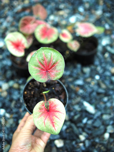 caladium bicolor bueatyful plant in small pot for decoration photo