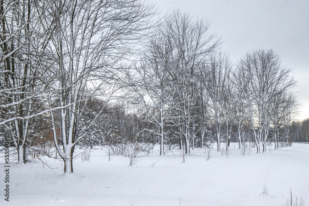 A wintery field of deciduous trees after a heavy snowfall, nobody A wintery field of deciduous trees after a heavy snowfall, nobody