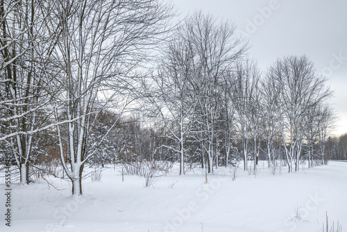 A wintery field of deciduous trees after a heavy snowfall, nobody