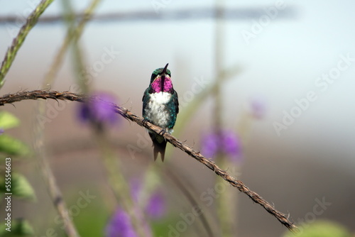 White-bellied woodstar (Chaetocercus mulsant) hummingbird perched in a porterweed plant, in a garden in Cotacacahi, Ecuador photo