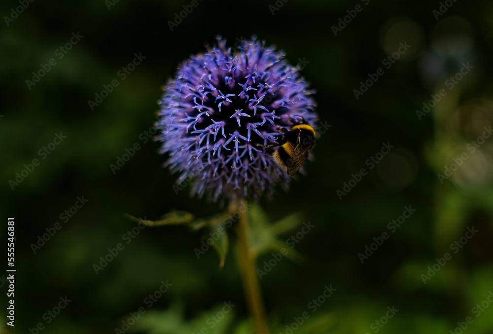 Nectar Gathering Amidst Canada Thistle Splendor Nectar Gathering Amidst Canada Thistle Splendor
