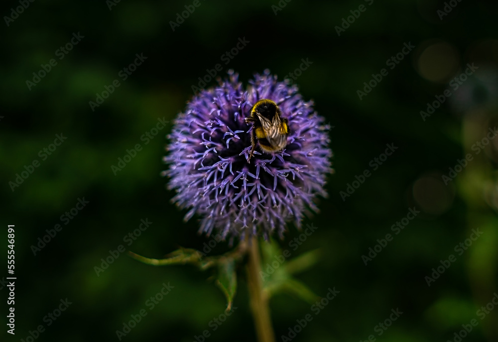 Bee collecting necta of a Canada thistle Flower Bee collecting necta of a Canada thistle Flower