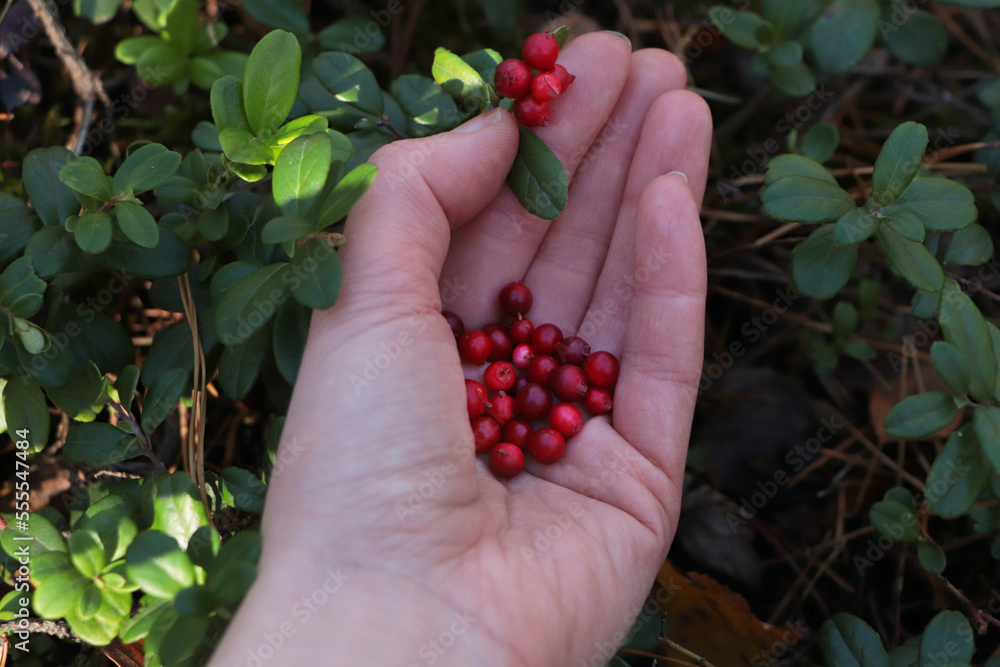 Woman picking ripe red lingonberries outdoors, closeup Woman picking ripe red lingonberries outdoors, closeup