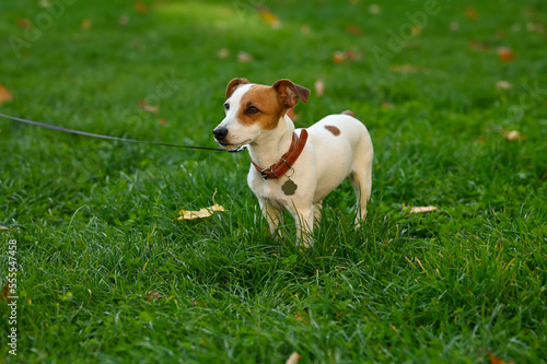 Adorable Jack Russell Terrier on green grass. Dog walking