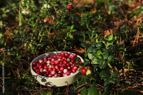 Bowl of delicious ripe red lingonberries outdoors, space for text