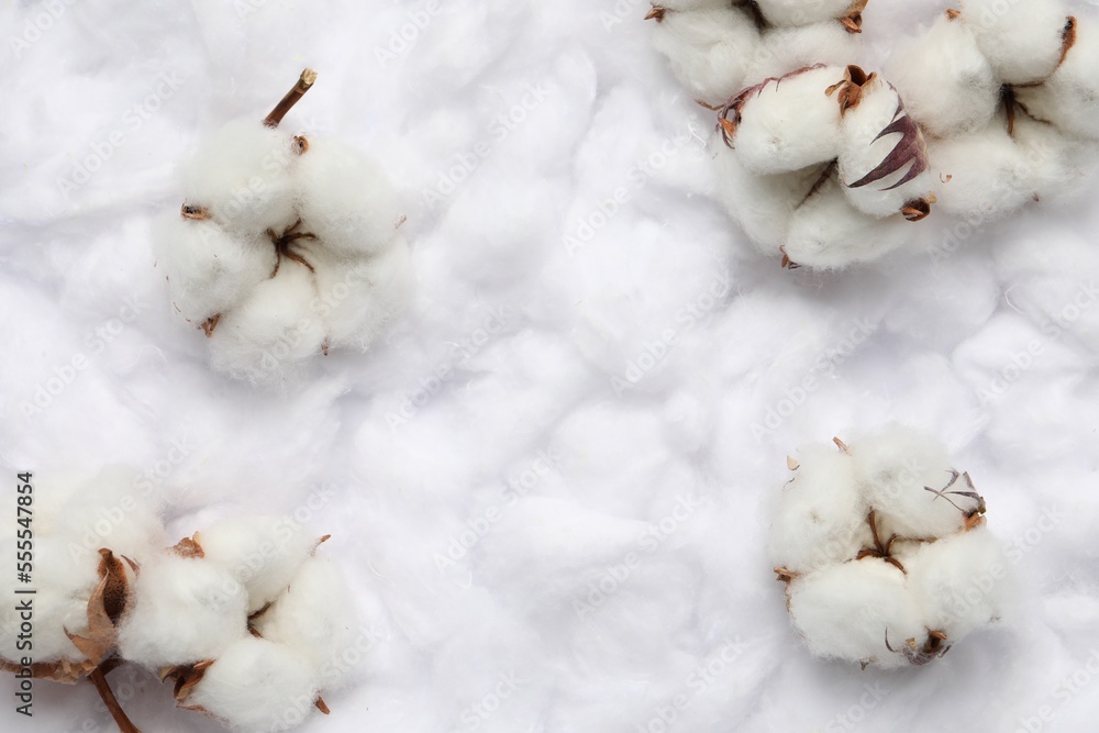 Cotton flowers on white fluffy background, flat lay Space for text Cotton flowers on white fluffy background, flat lay Space for text