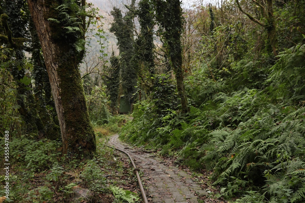Beautiful view of pathway and green plants in forest Beautiful view of pathway and green plants in forest
