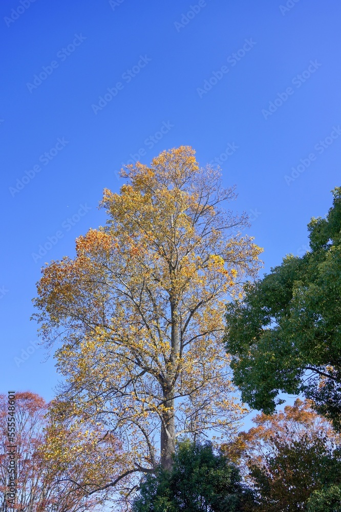 Naklejka premium 青空バックに見上げるプラタナスの黄葉