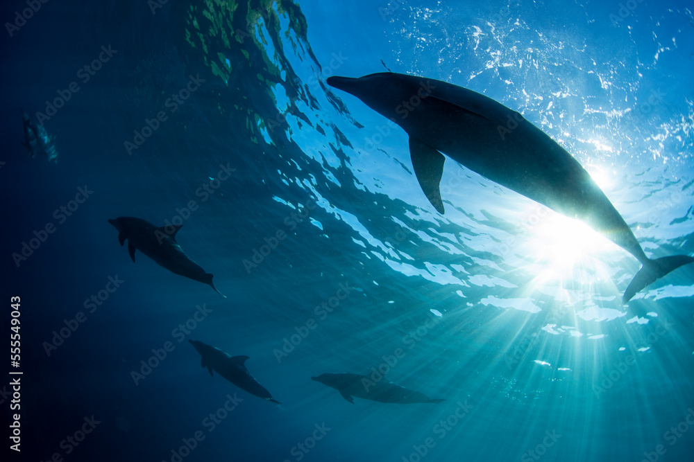 Fototapeta premium dolphin in the water