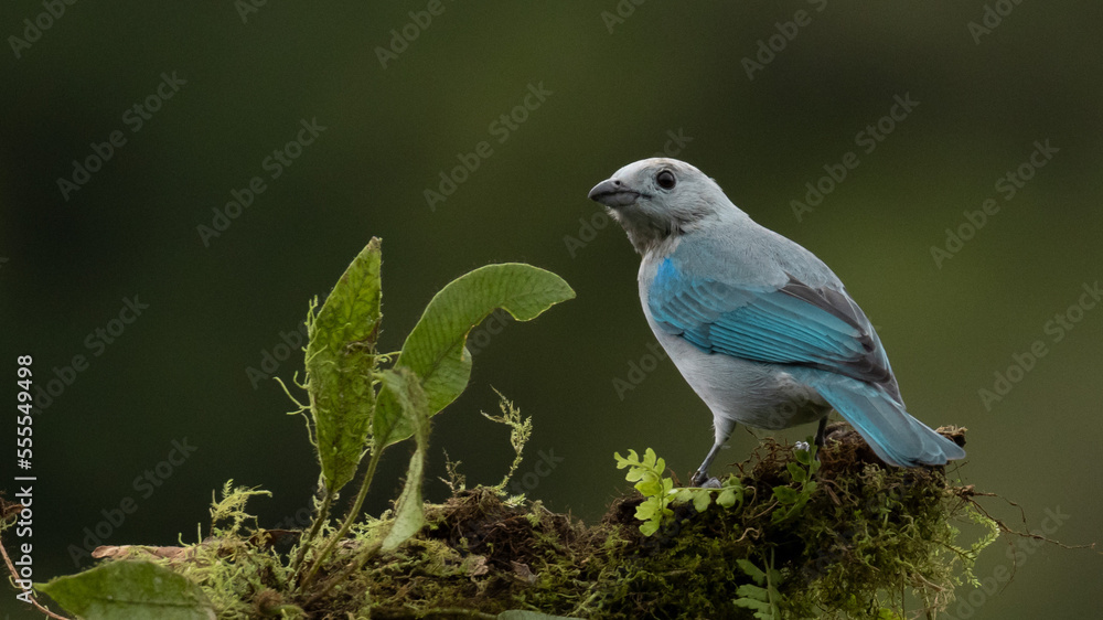 Costa Rica Blue tanager, wildlife birdwatching lover