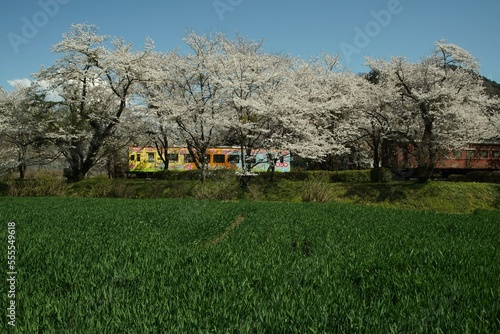 春の樽見鉄道 谷汲口駅 © i_moppet