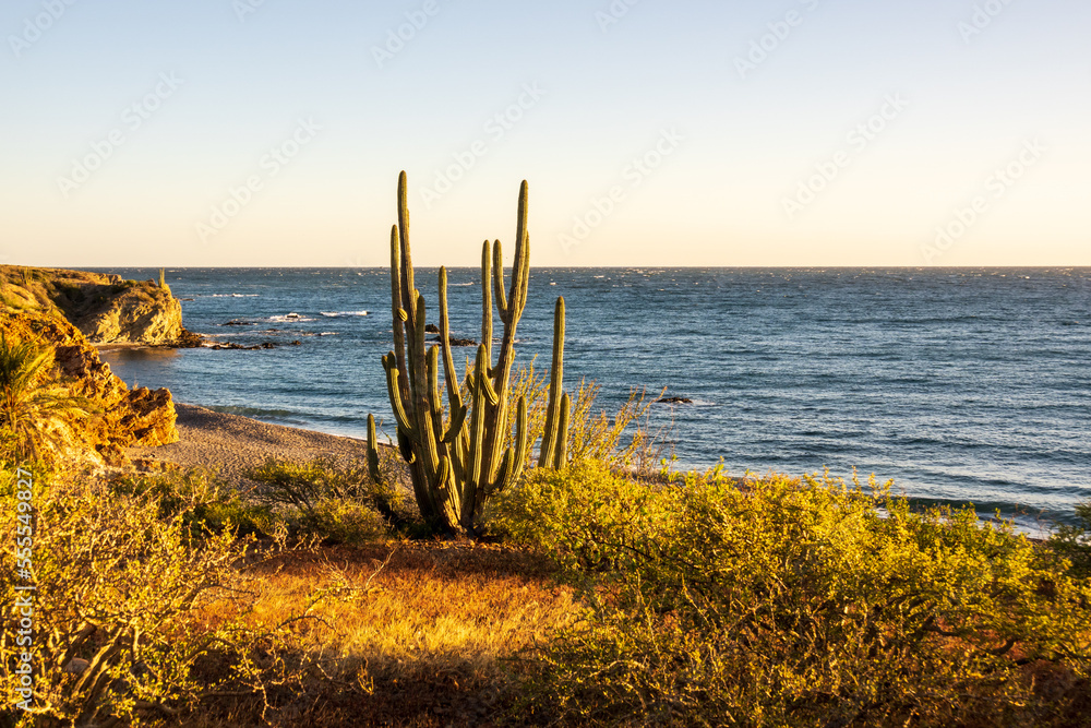 A cactus stands in silhouette on a desert beach with the Sea of Cortez in the background.  Shot in Baja de California Sur, Mexico.	