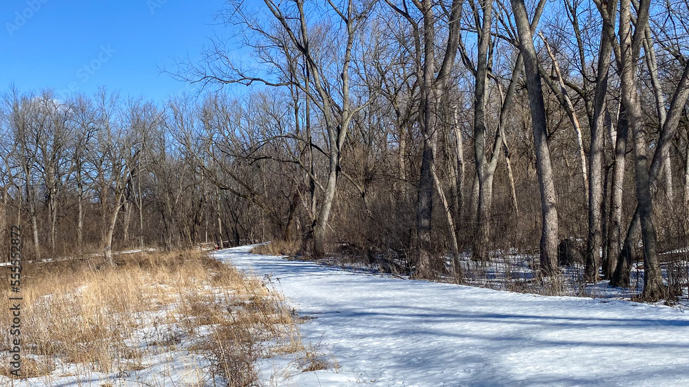 Park in the winter Park in the winter