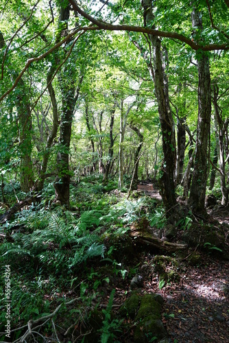 mossy trees and path in summer 