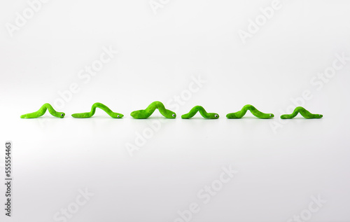 The movement or joining a movement. Green caterpillars or inch worms on neutral white background moving forward in a group. photo