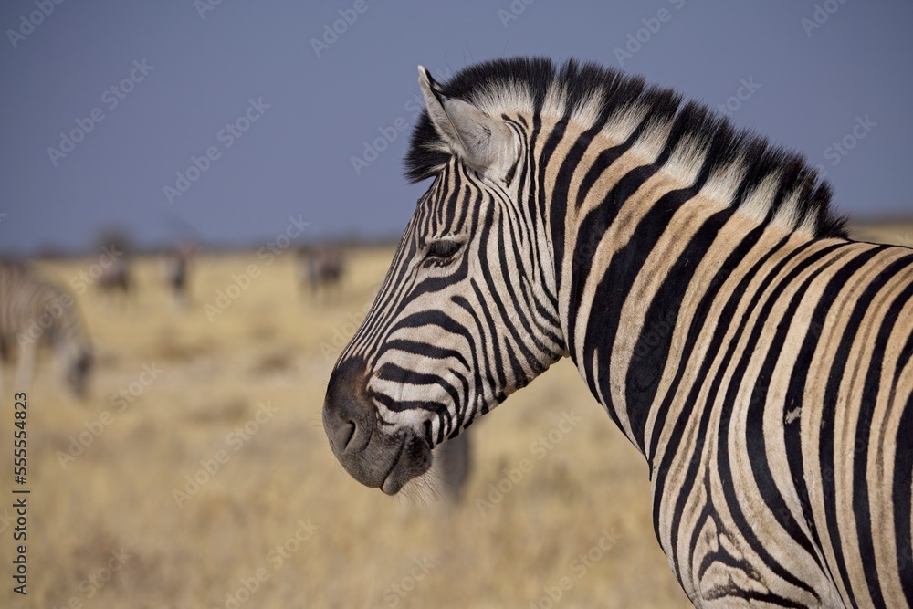 Fototapeta premium Image of a herd of Zebra drinking at a waterhole in Etosha with water reflection.