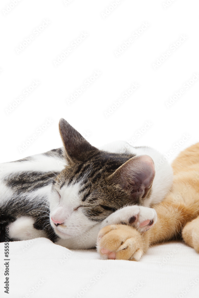 Φωτογραφία 茶トラの猫に寄り添って眠る子猫