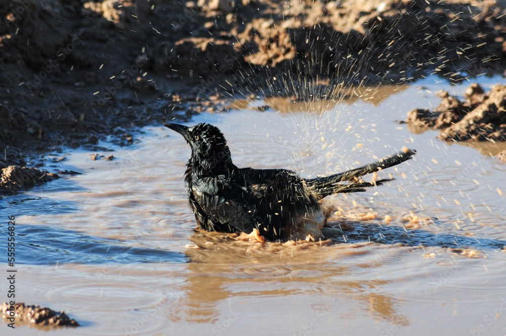 Fototapeta premium A bird splashes in a shallow muddy puddle, sending droplets into the air during a bath, capturing a moment of wildlife behavior in a desert or semi-arid environment