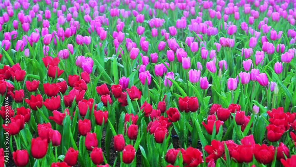 Tulips and mist in the flower beds look beautiful and fresh at the Chiang Mai Flower Festival, Thailand. Tulips and mist in the flower beds look beautiful and fresh at the Chiang Mai Flower Festival, Thailand.