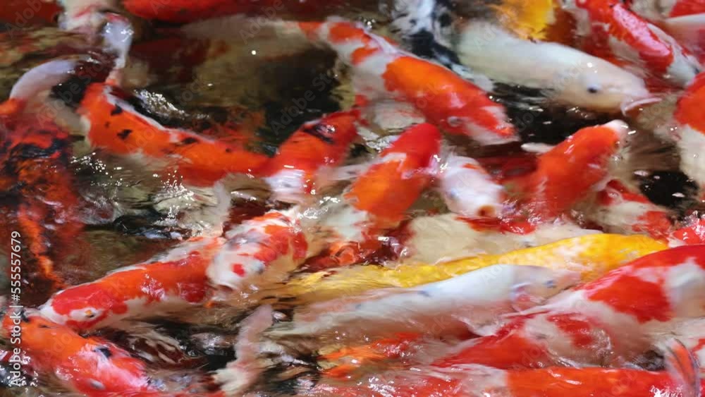 Koi fish swimming in pond with fresh clear water Koi fish swimming in pond with fresh clear water