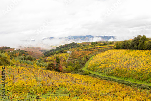 View of grapevines in Douro Valley wineries in Portugal