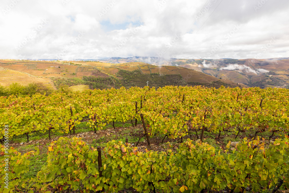 View of grapevines in Douro Valley wineries in Portugal