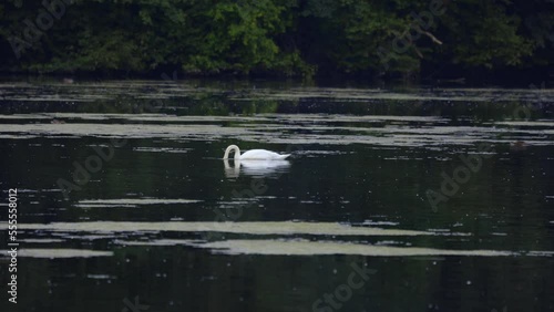 Single majestic white Swan fishing, drinking, swimming across calm body of water photo