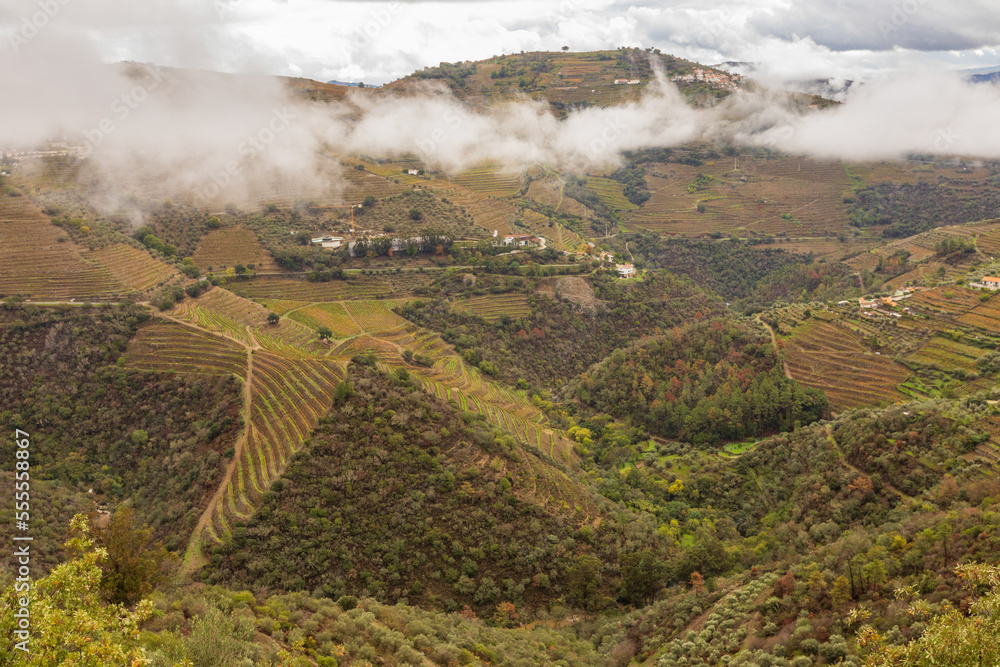 Fototapeta premium View of grapevines in Douro Valley wineries in Portugal