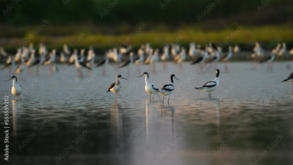 Pied Avocet migration birds in Thailand and Southeast Asia.