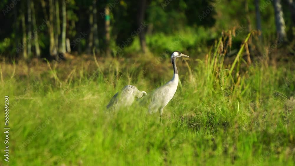 Common Crane migration birds in Thailand and Southeast Asia. Common Crane migration birds in Thailand and Southeast Asia.