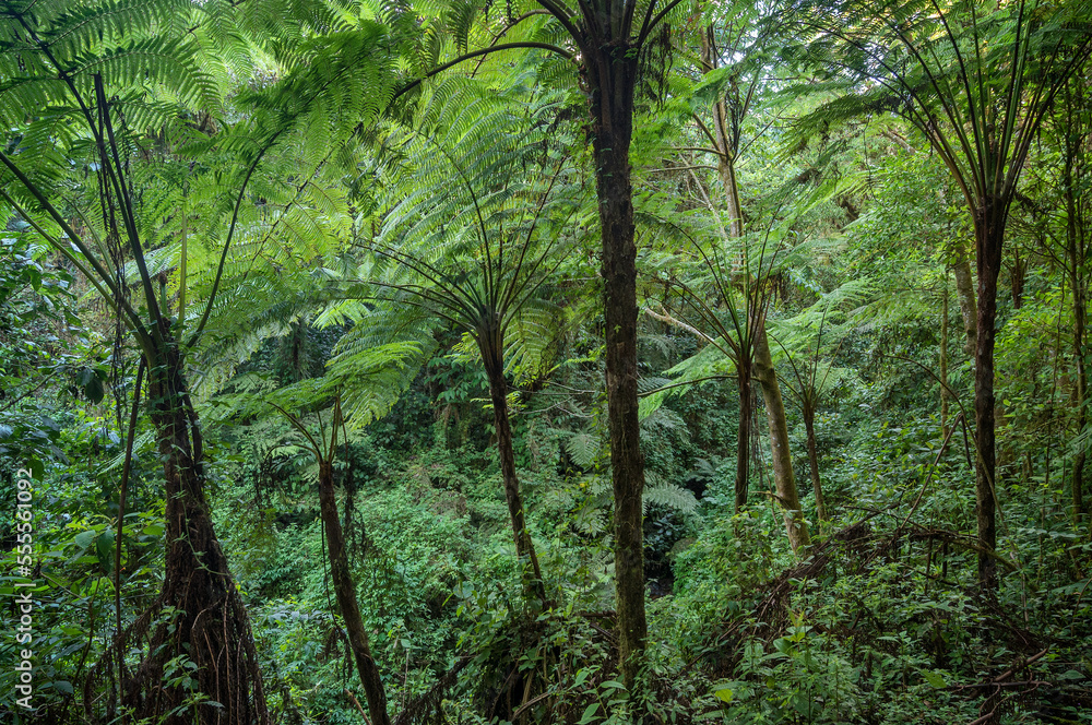 Fototapeta premium Bosque de helechos arborescentes