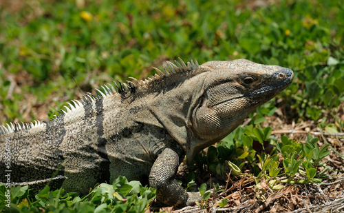 Iguana on a grass © Zoran Karapancev