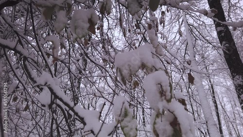 Looking up at frosty snow covered woodland tree branches in winter forest scene photo