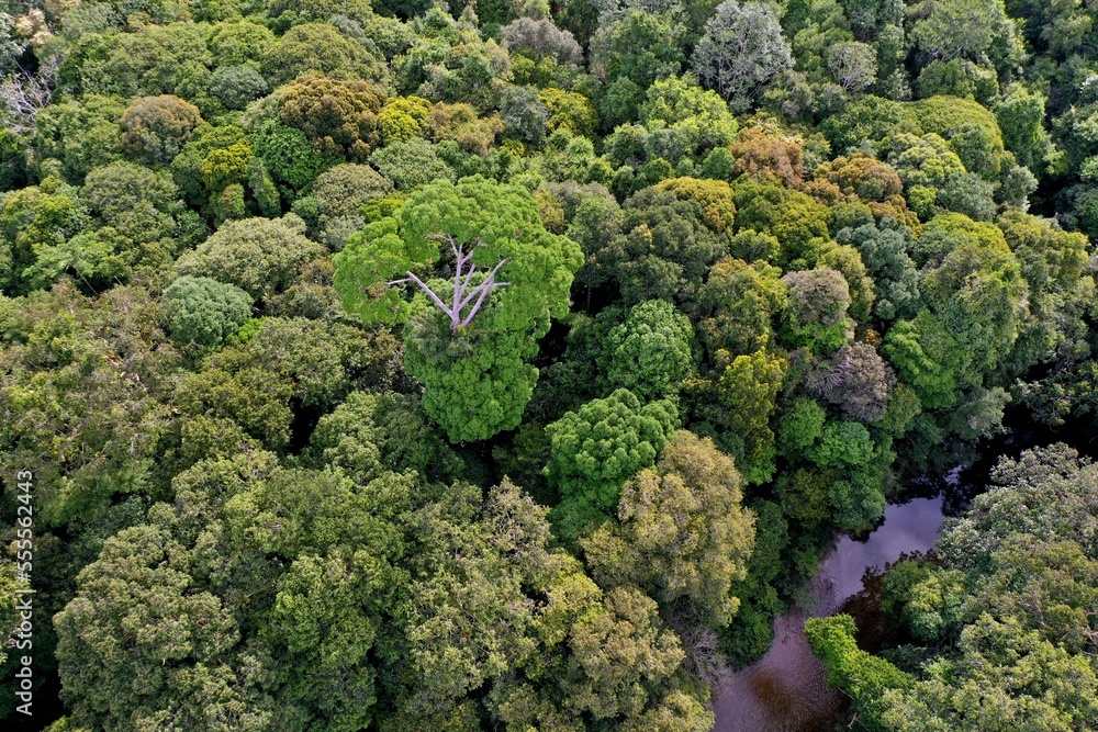 Old-growth rainforest in Indonesia. This forest is managed by the Sungai Utik Indigenous community, which has protected the forest from loggers and encroachment. 