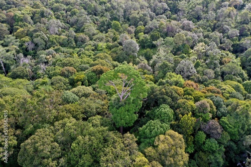 Primary rainforest in Sungai Utik photo