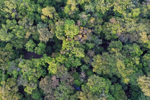 Amazon rainforest in Brazil © Rhett Ayers Butler